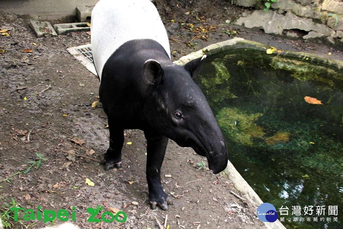 每年的4月27日為全球動物園界共同參與的「世界貘日(World Tapir Day)」。