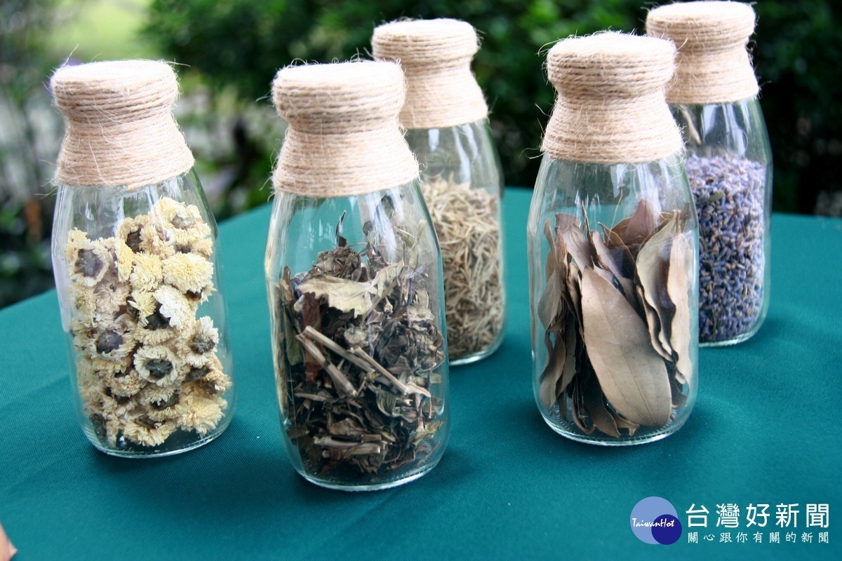 南投香草豬吃的是鼠尾草羅勒迷迭香等天然香草。(記者扶小萍攝)
