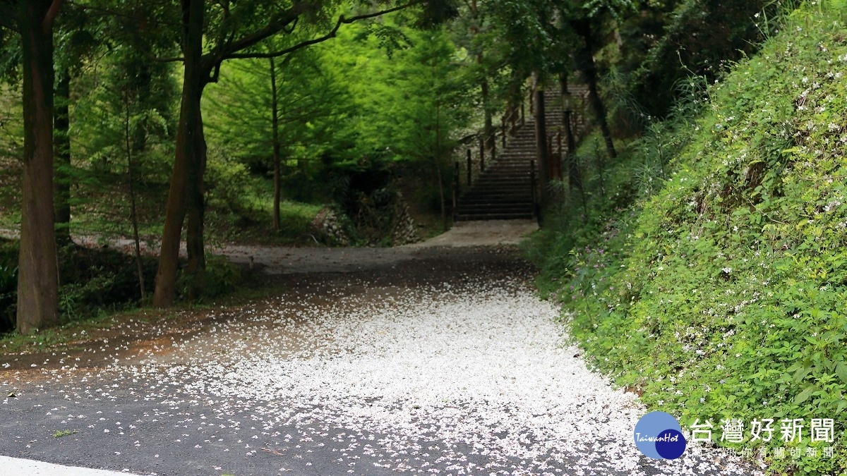 圖說:雪白的花朵掉落滿地,可體驗古人「踏花歸去馬蹄香」的意境。