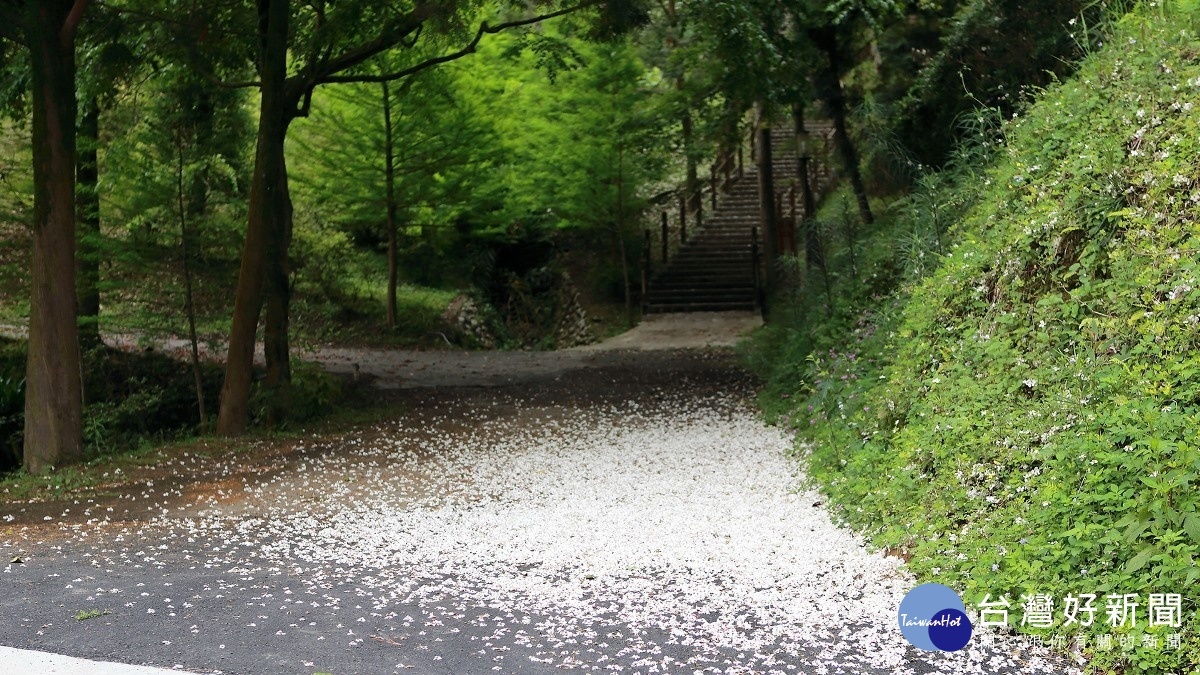 圖說：雪白的花朵掉落滿地，可體驗古人「踏花歸去馬蹄香」的意境。