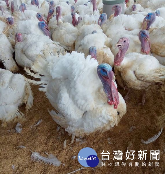 火雞肉屬營養較高的白肉,符合愛美女性與現代人養生的概念,值得大力推廣。