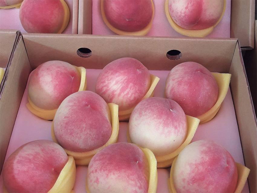 今年媽媽桃品質良好，不輸日本進口水蜜桃。