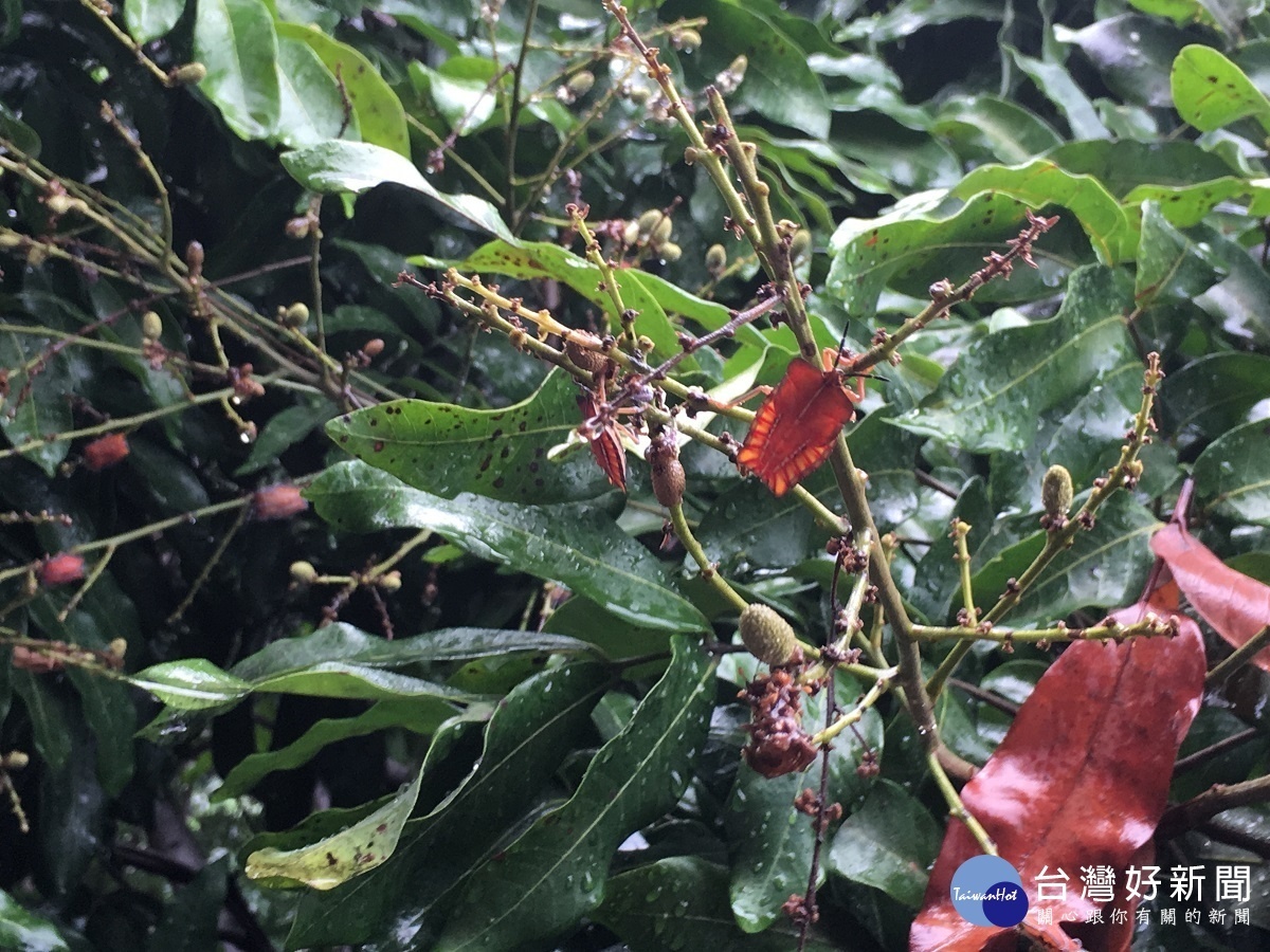荔枝椿象肆虐 王惠美要中央和地方研議防治方案