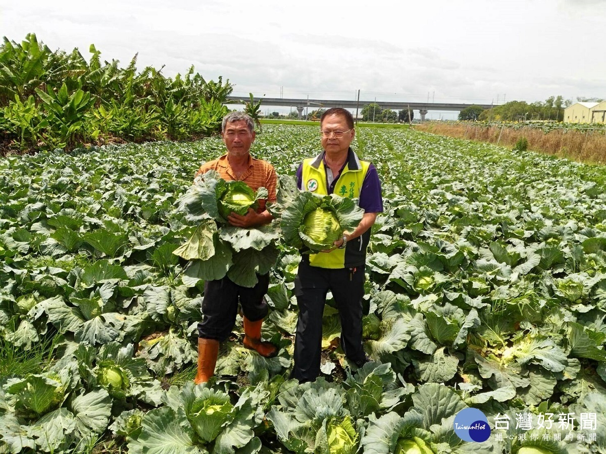 蔬菜供需失衡價格直落菜　農花60多萬元成本收不回