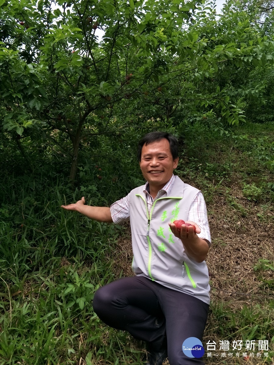 花壇鄉長李成濟歡迎民眾參加「假日親子淨山尋寶趣暨原住民傳統文化宣導」活動，提供民眾免費採李子嚐鮮。圖／記者鄧富珍攝