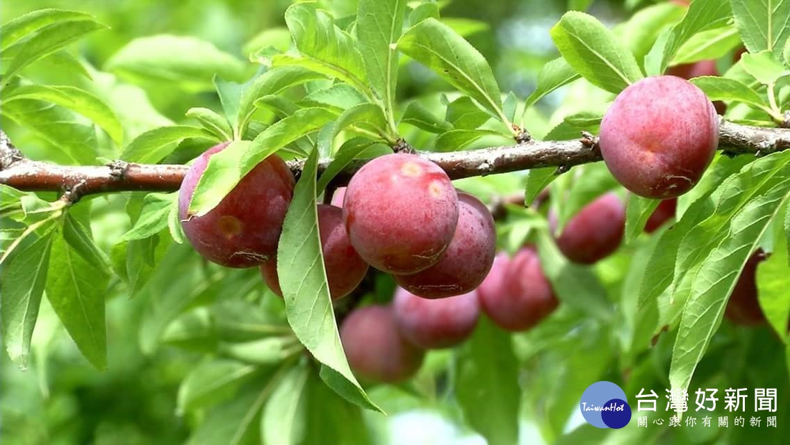 花壇虎山岩一帶的李子正當紅。圖／記者鄧富珍攝