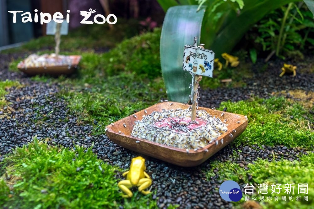 當保育員「上菜」後,只見混養缸中個性較為大膽的金色箭毒蛙搶先開吃