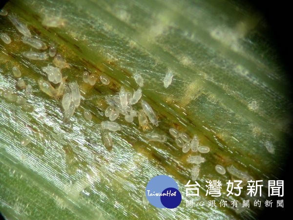 農委會公告水稻稻細蟎緊急防治藥劑及其使用方法與範圍,籲請農友提早防範。(記者陳昭宗翻攝)
