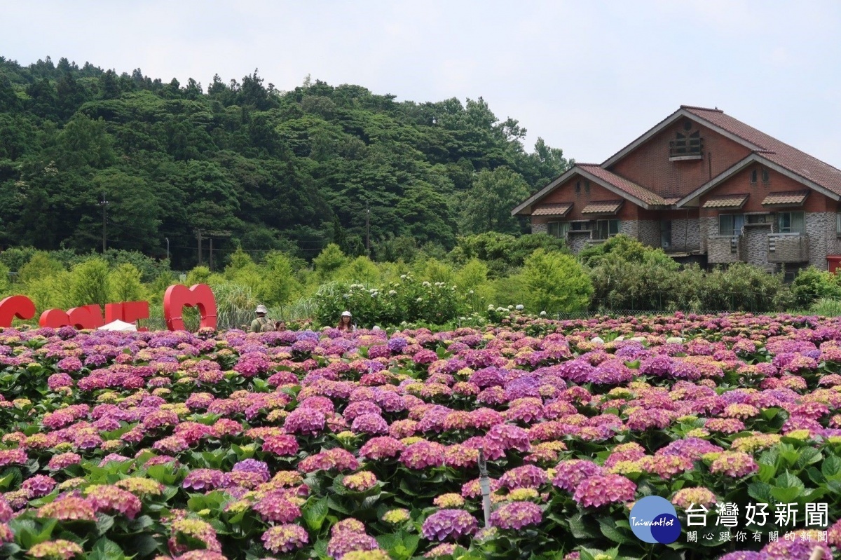 財福海芋田繡球花。(圖/北投區農會提供)