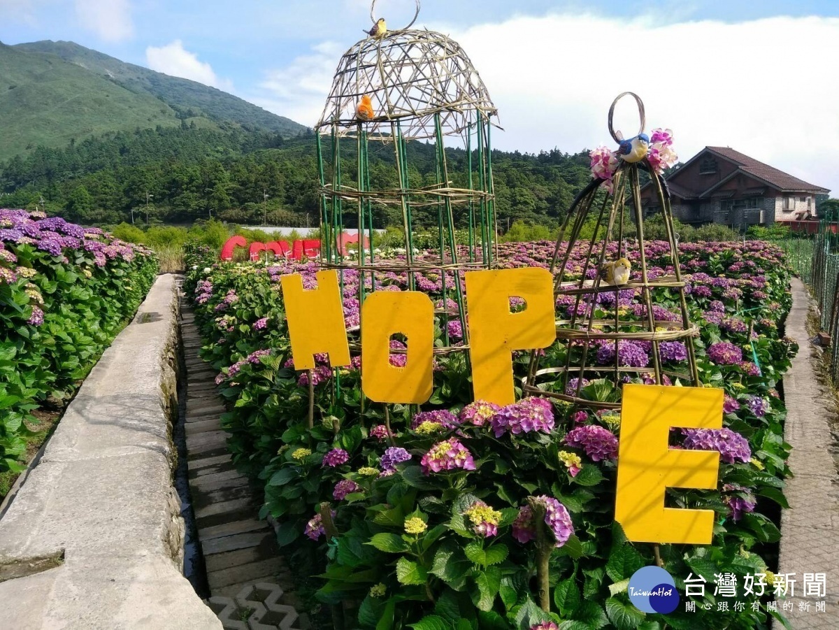 財福海芋田繡球花打卡點-希望之路。（圖／北投區農會提供）