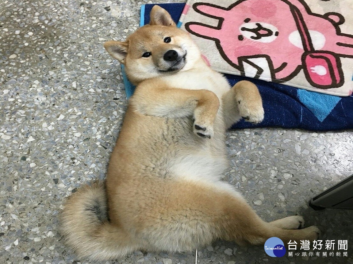 北市動保處5/25辦認養會 為16隻柴犬找新家