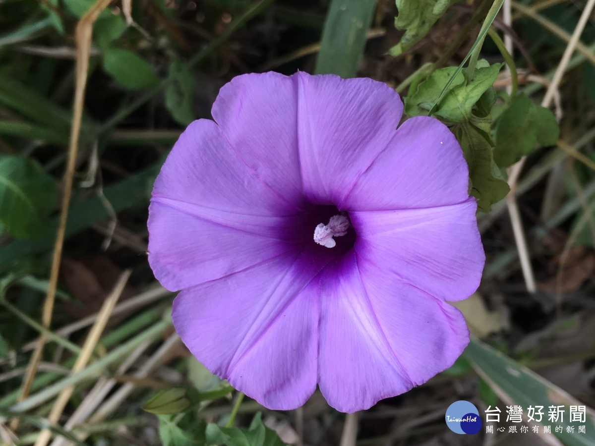 花大為淡紫色，花朵綻放呈漏斗狀