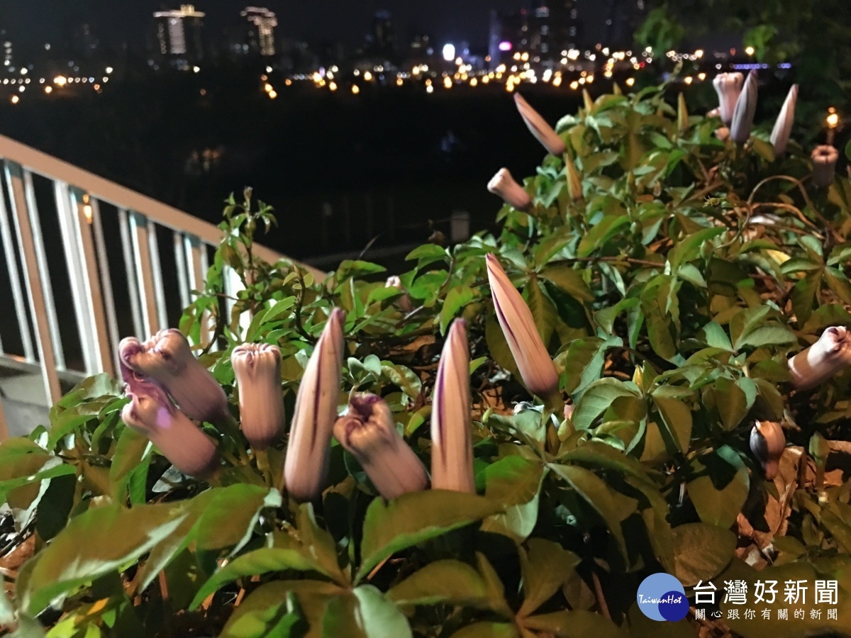 只在清晨綻放,夜間便凋萎