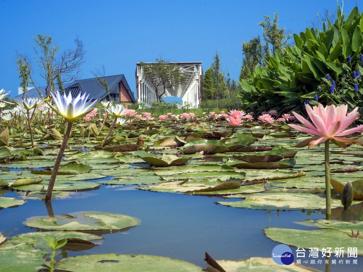 農博生態池公園現正開滿了粉紅的蓮花，紫色的梭魚草等，正以不同姿態，迎接賓客的到來。