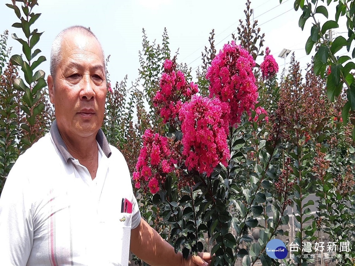 田尾大花紫薇將成花海　下周起開放假日免費入園參觀