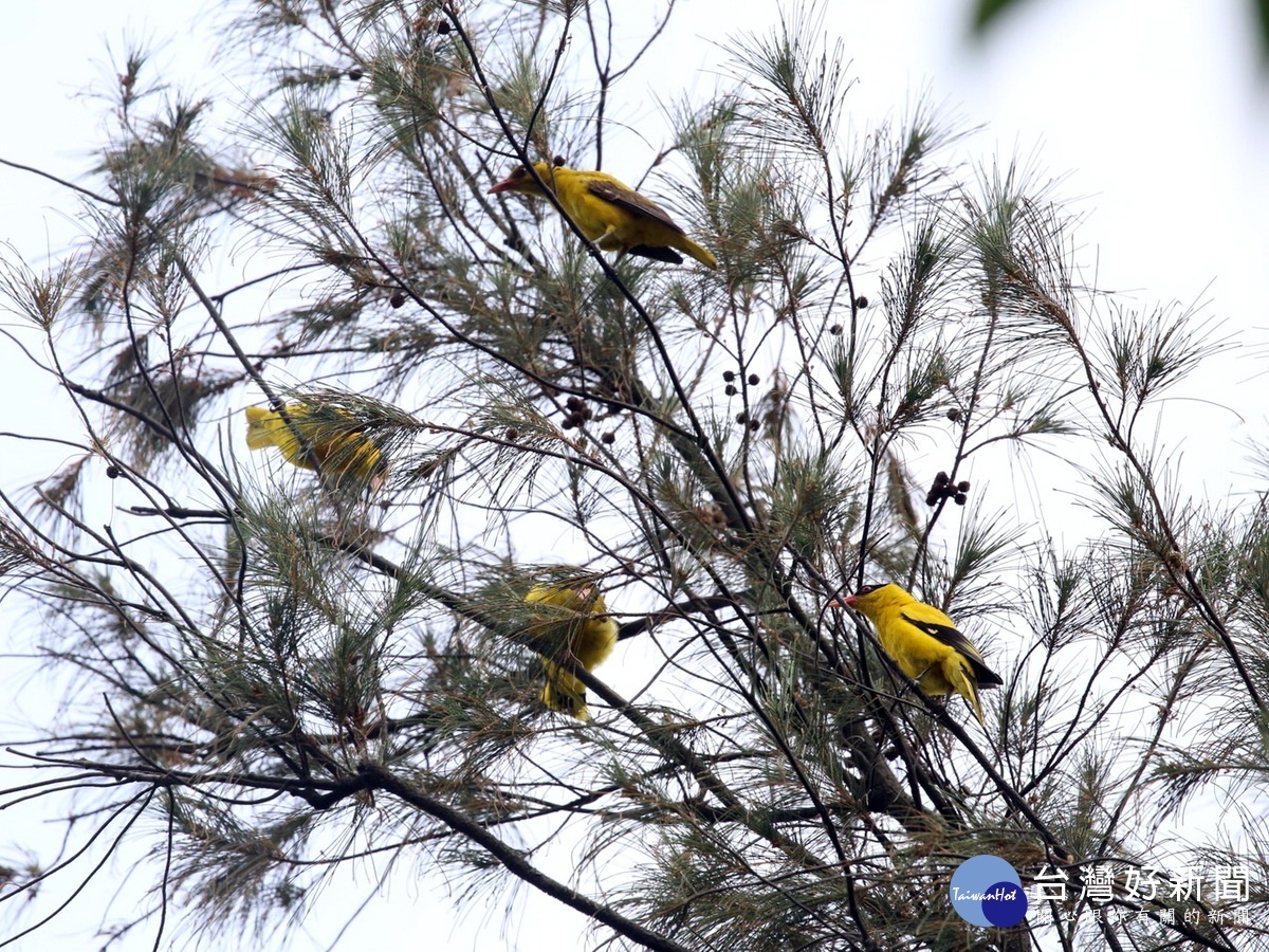 桃園市政府工務局人員在八德區大湳森林公園拍得第一級瀕臨絕種保育類黃鸝鳥。