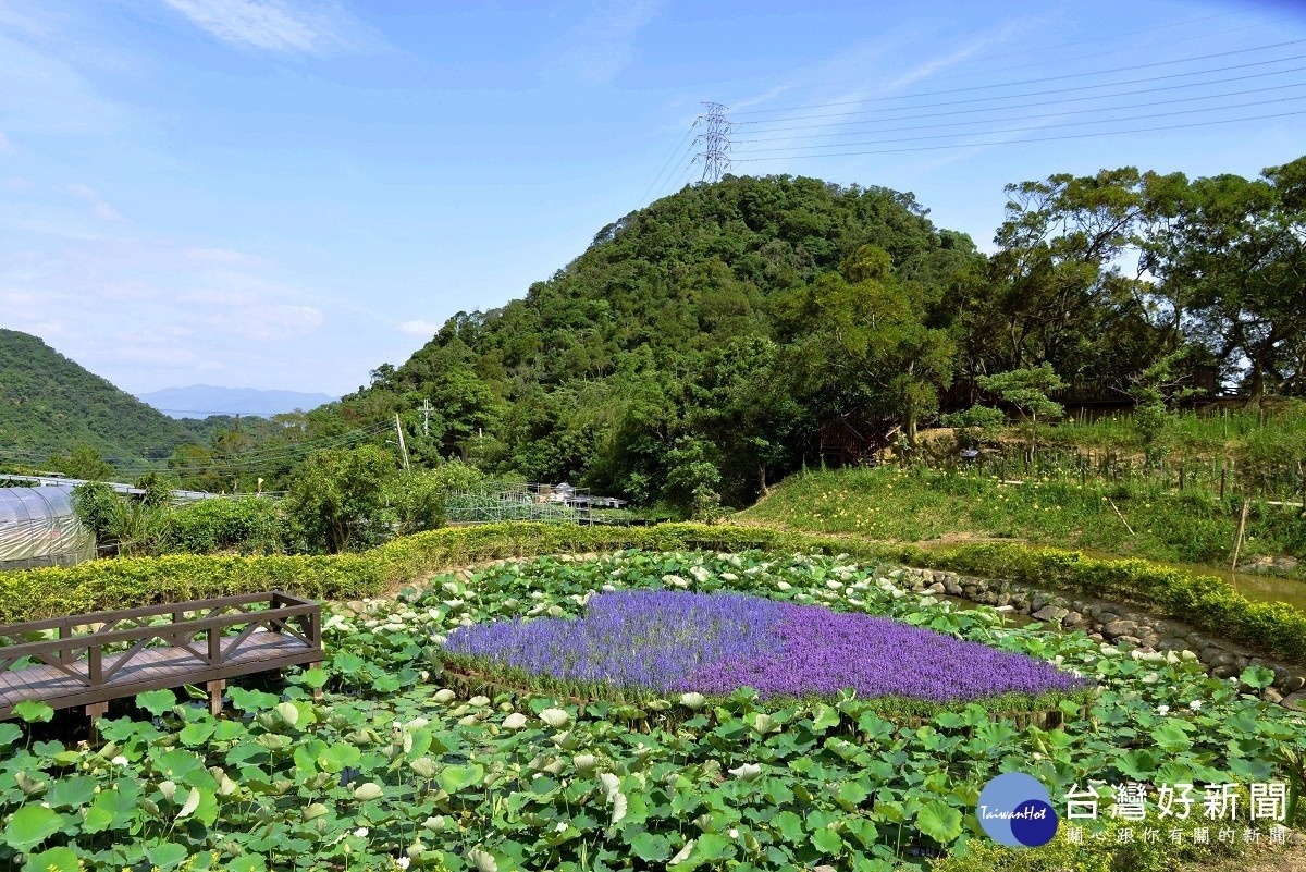 同心池畔的荷花（圖／北市大地工程處提供）