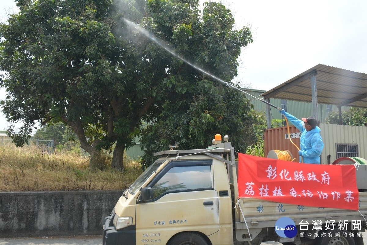 彰化縣荔枝椿象共同防治 ，全面噴藥防治。