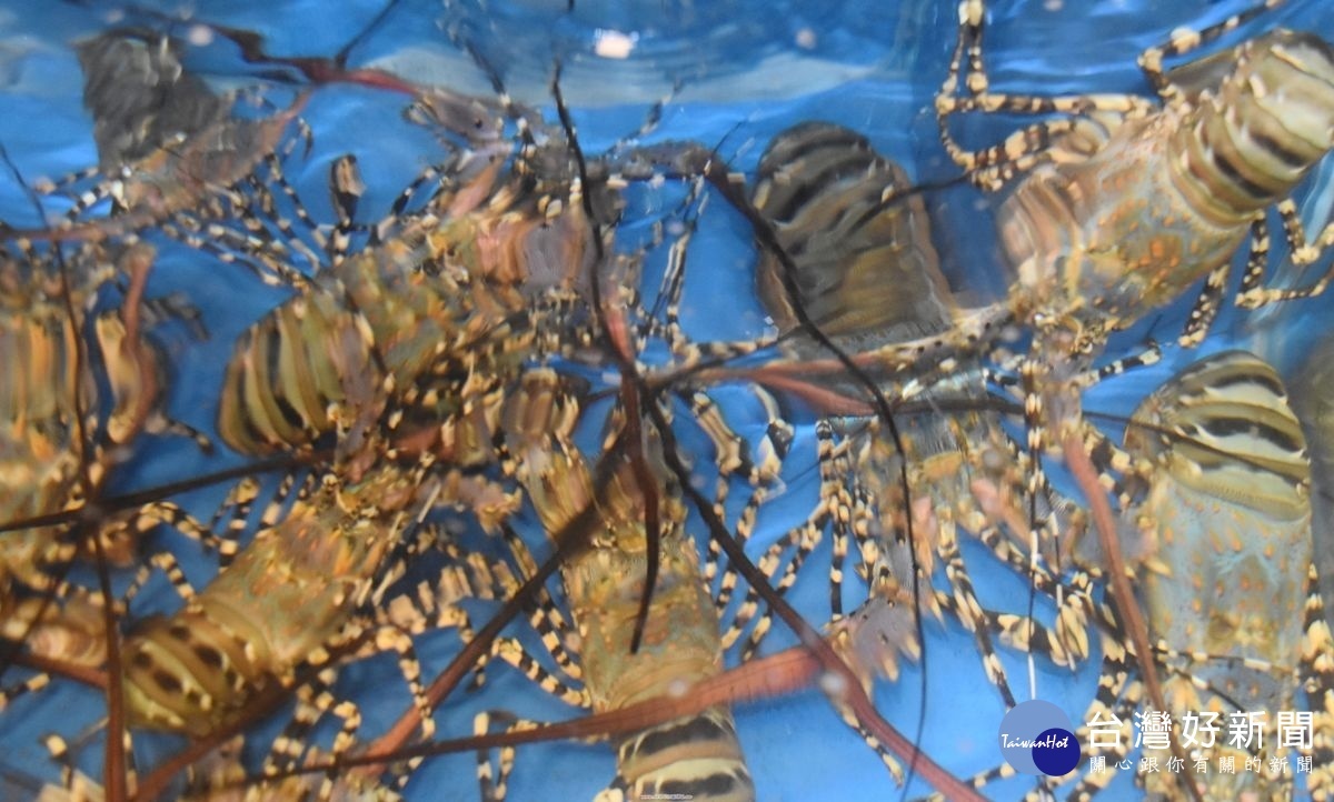澎湖「七彩龍蝦」是釣魚台招牌。(記者郭春輝拍攝)