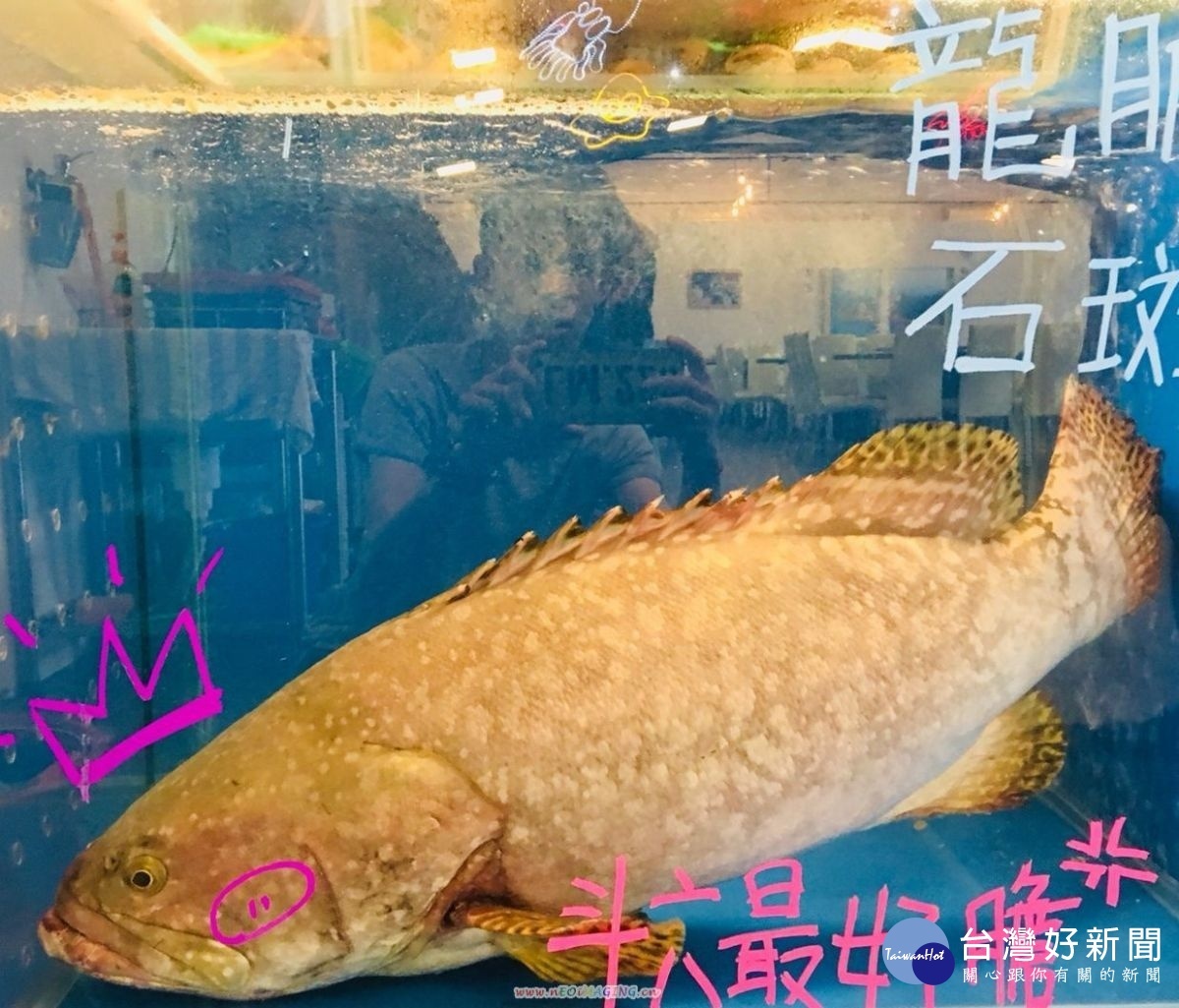 20多公斤龍膽石斑是店內活廣告。(記者郭春輝拍攝)