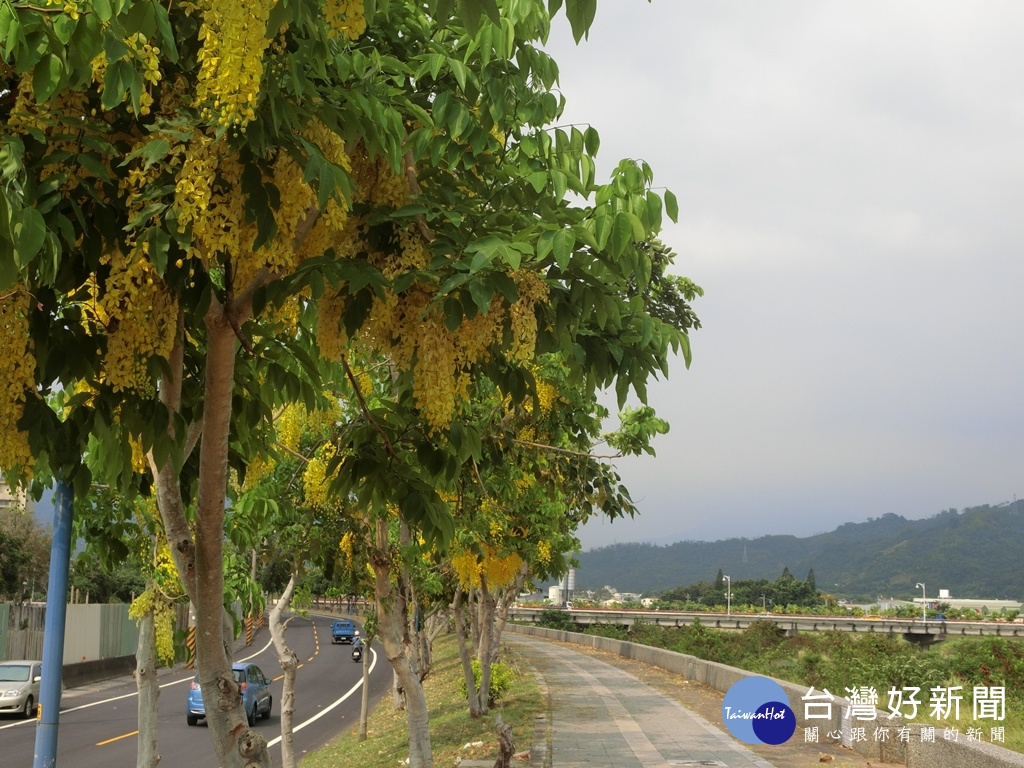 台中市頭汴坑溪大里區跟太平區交界附近的太堤西路,光德橋跟新仁橋段的河堤步道上的阿勃勒樹正盛開。(圖/生活中心攝)
