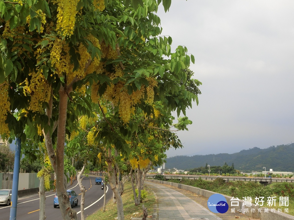 台中市頭汴坑溪大里區跟太平區交界附近的太堤西路，光德橋跟新仁橋段的河堤步道上的阿勃勒樹正盛開。（圖／生活中心攝）