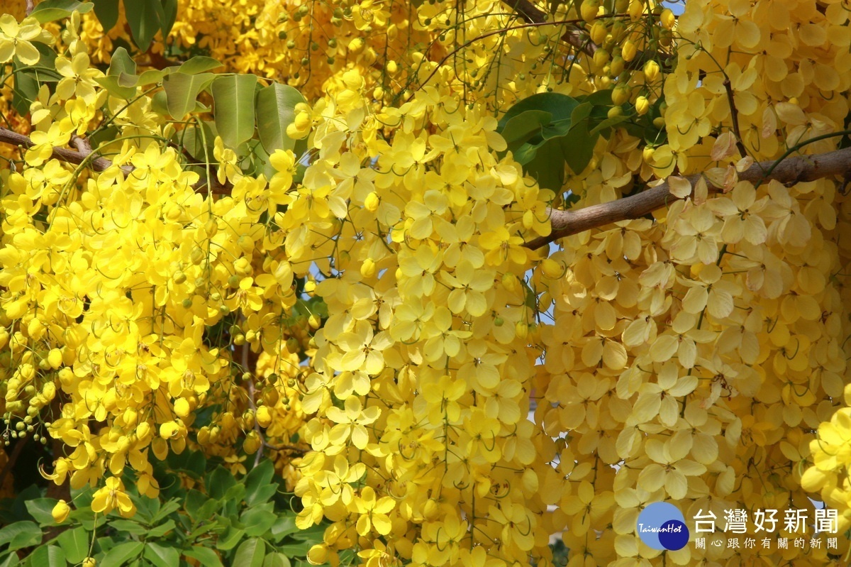 滿滿的花朵吸引蜜蜂蝴蝶。(記者扶小萍攝)