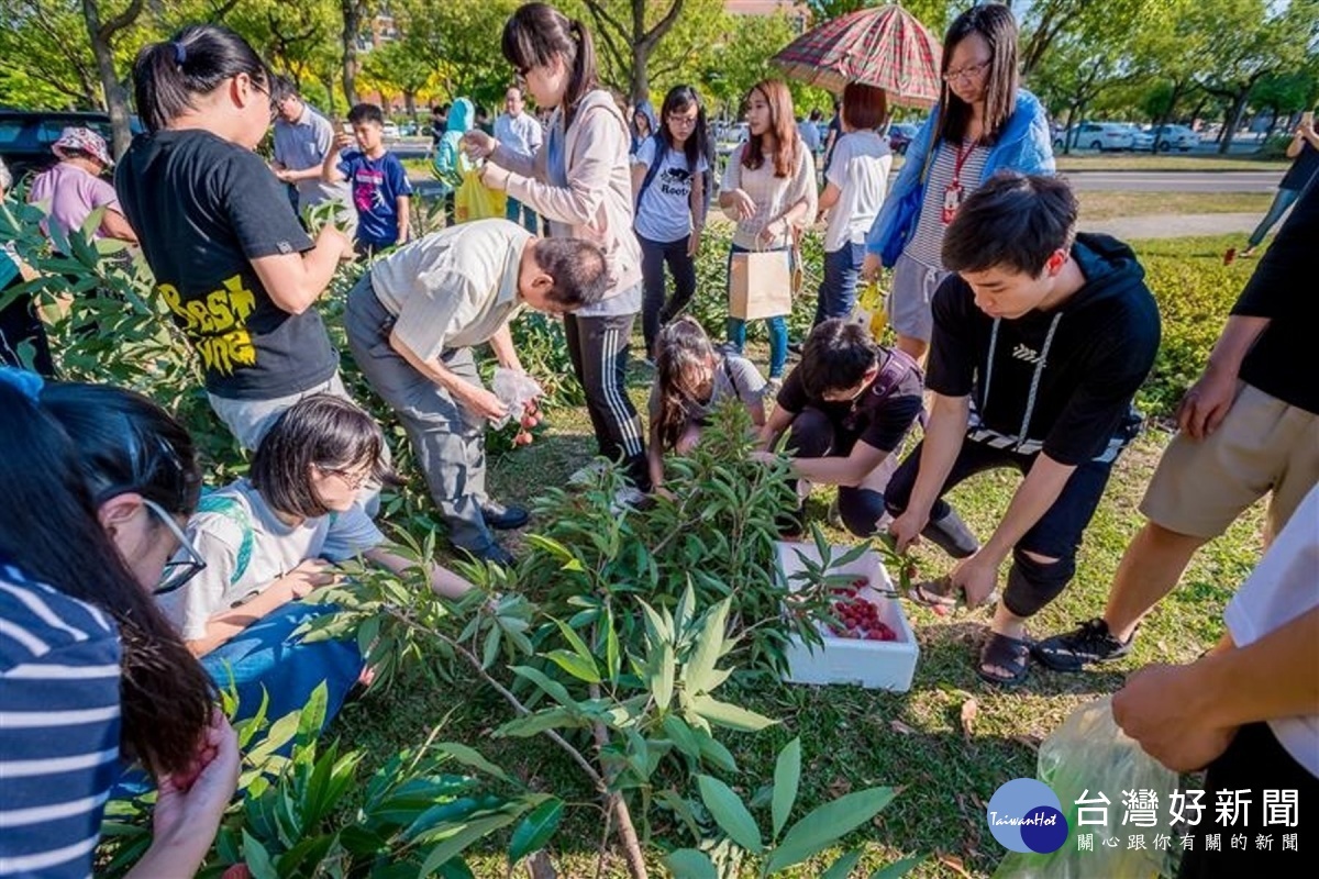 學生採果樂。