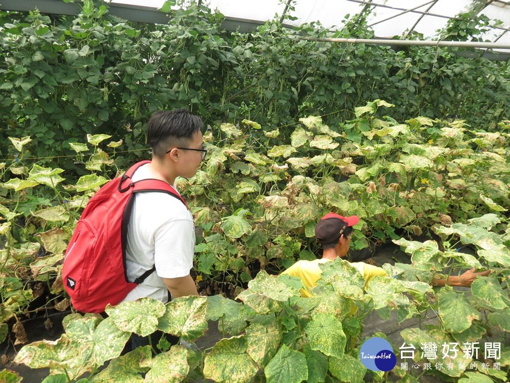 帶領民眾進入農田,親近友善農業,參觀農民種的有機網室小黃瓜。