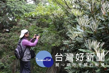 盛開的黃花著生杜鵑引起遊客駐足拍照。