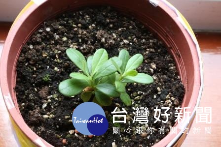 黃花著生杜鵑(Rhododendron kawakamii Hayata)培育成功之小苗。