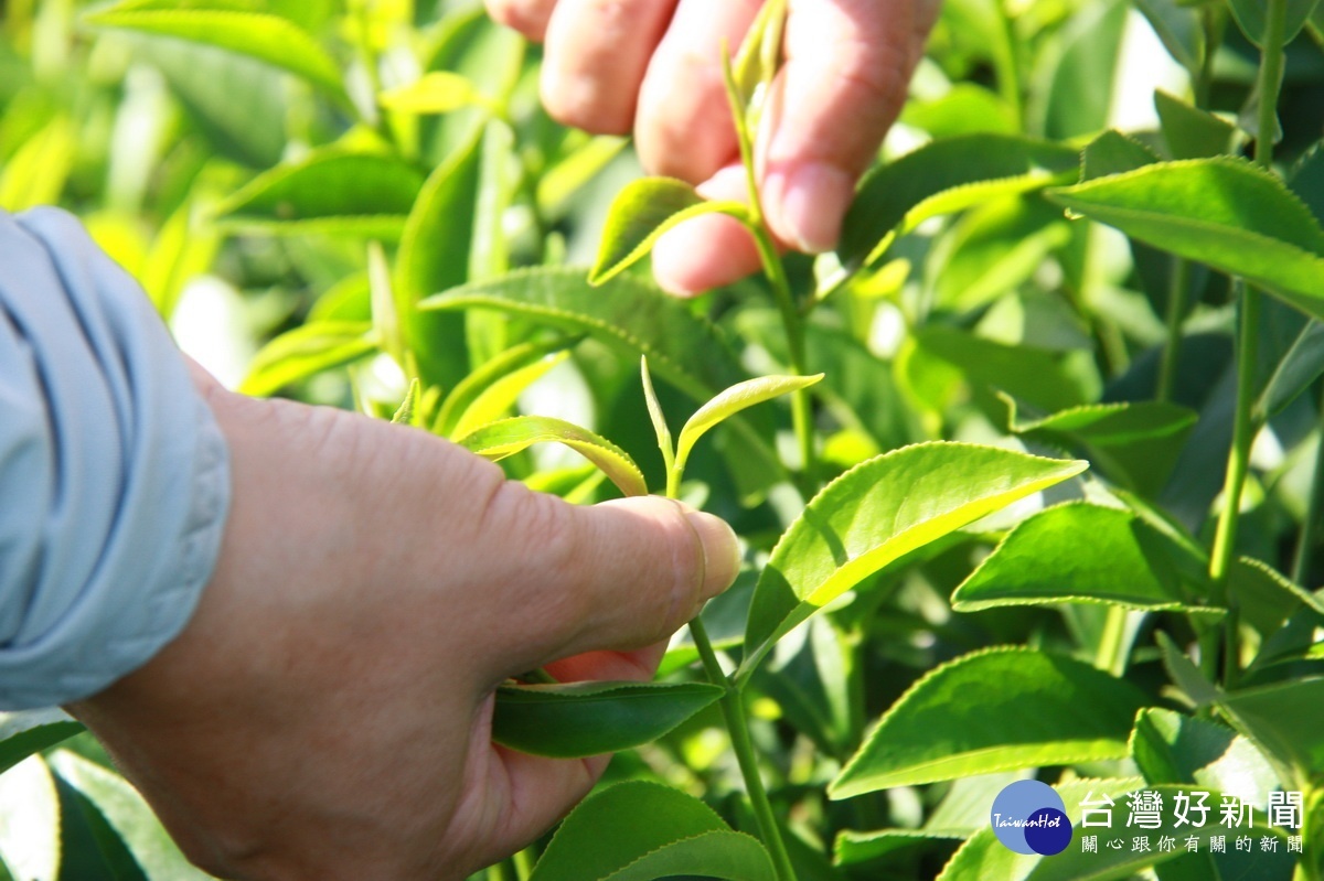 標準採茶一心兩葉。（記者扶小萍攝）