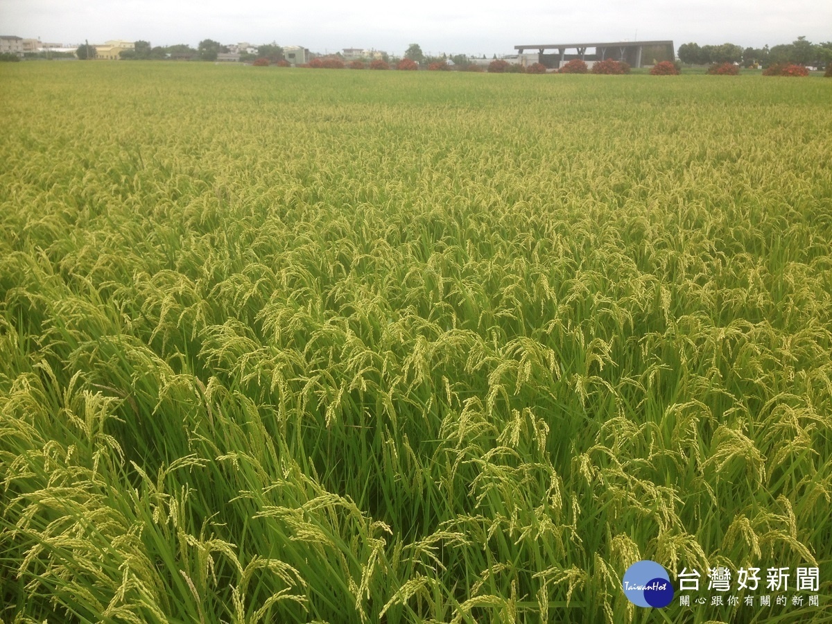 首波梅雨鋒面報到 中區農改場呼籲農民做好防雨措施