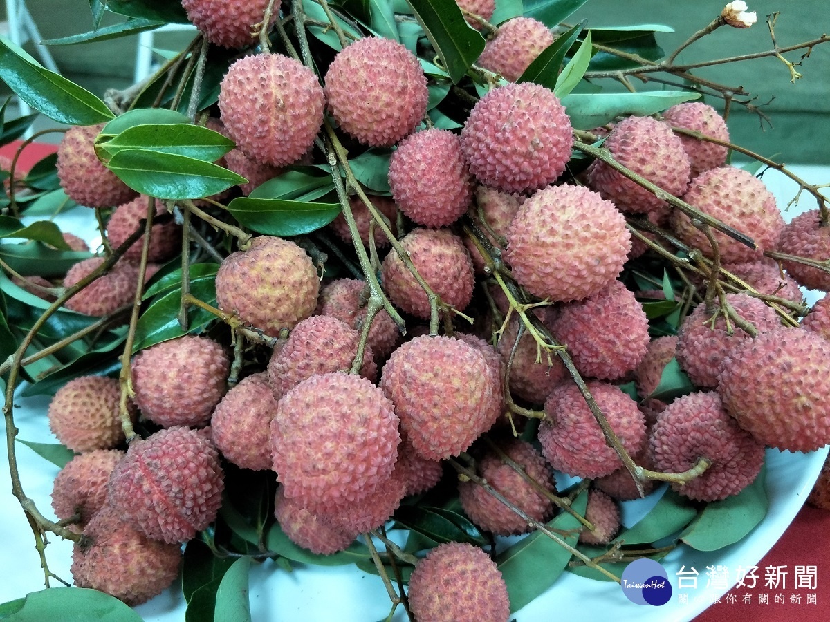 芬園產地糯米種荔枝,肉多子小,香甜帶Q。圖/記者鄧富珍攝