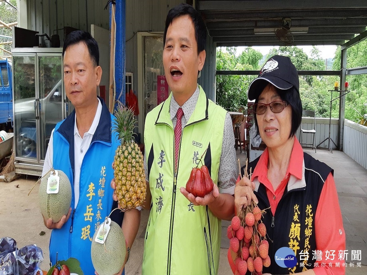 花壇砲彈蓮霧進入採收 水果之鄉歡迎遊客來嘗鮮