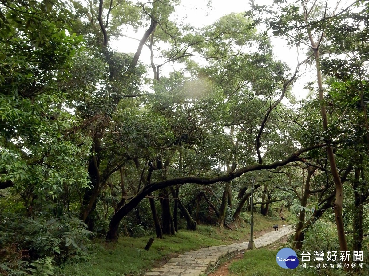 沿途相思樹林高大茂密(圖/台北市大地工程處提供)