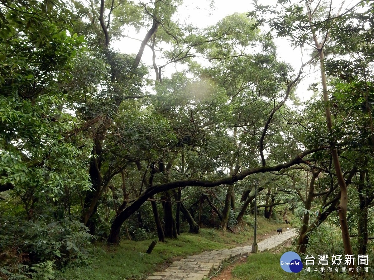 沿途相思樹林高大茂密（圖／台北市大地工程處提供）