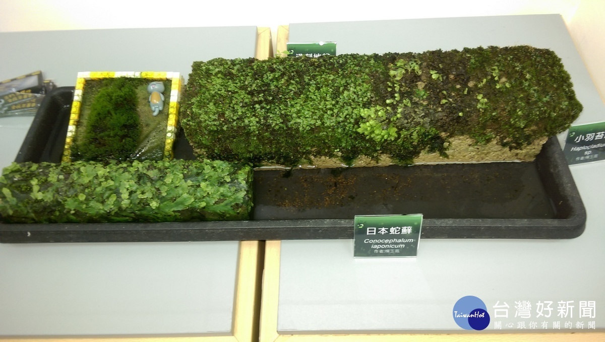苔蘚之美。〈記者吳素珍攝〉