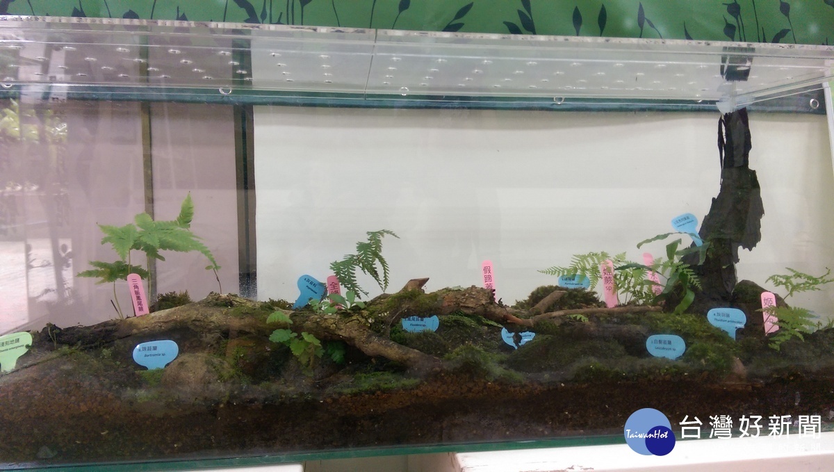 「蘚而易見」-迷你植物小材大用。〈記者吳素珍攝〉