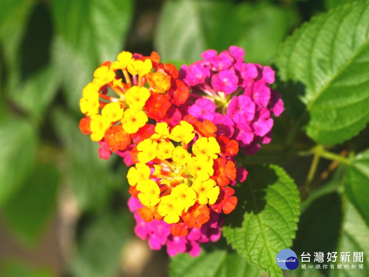 黃色初開花朵，成熟後轉為橘紅或紅色