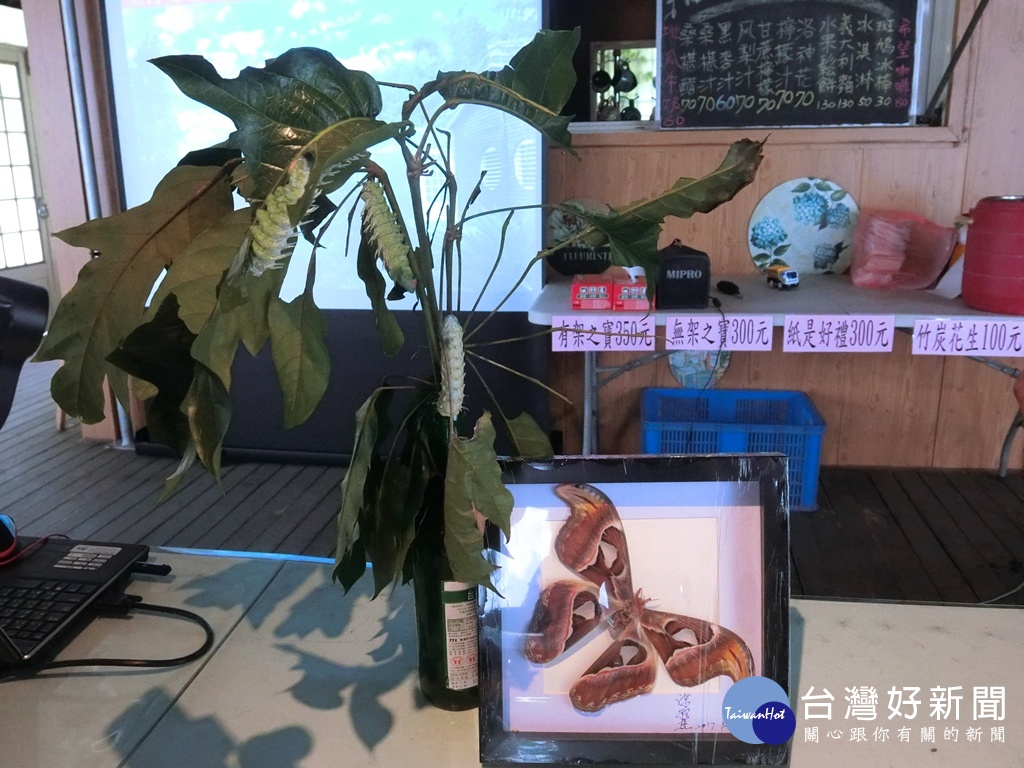 花樹銀行負責人郭俊銀堅持友善環境打造出一片生態園林,並積極復育八卦山特有的大皇蛾。(圖/記者賴淑禎攝)