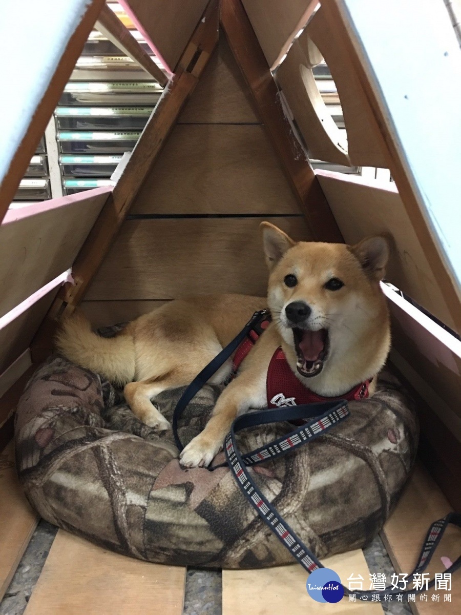 廢棄課桌椅設計加工 學生打造校犬的窩