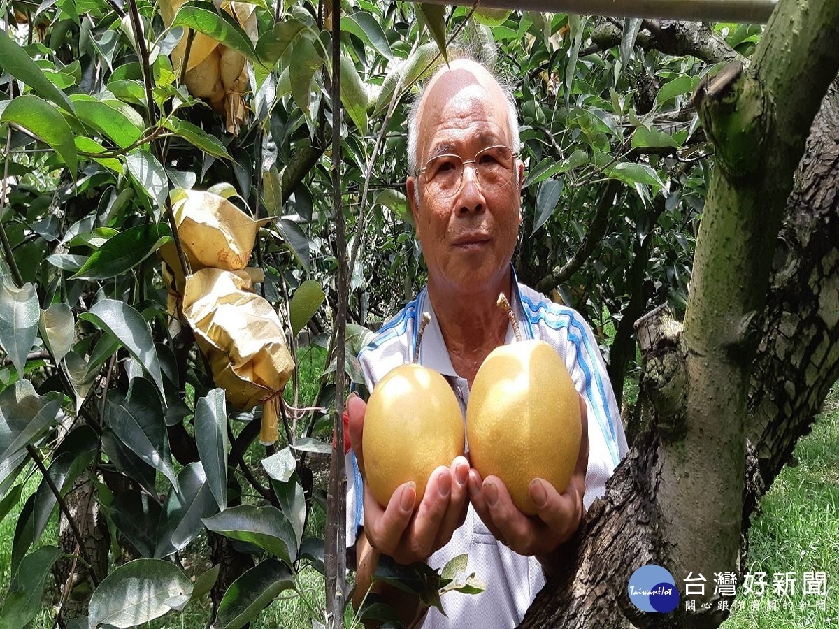 誰說平地種梨不好吃？　埤頭鄉梨農黃金梨好吃甜度可達14度