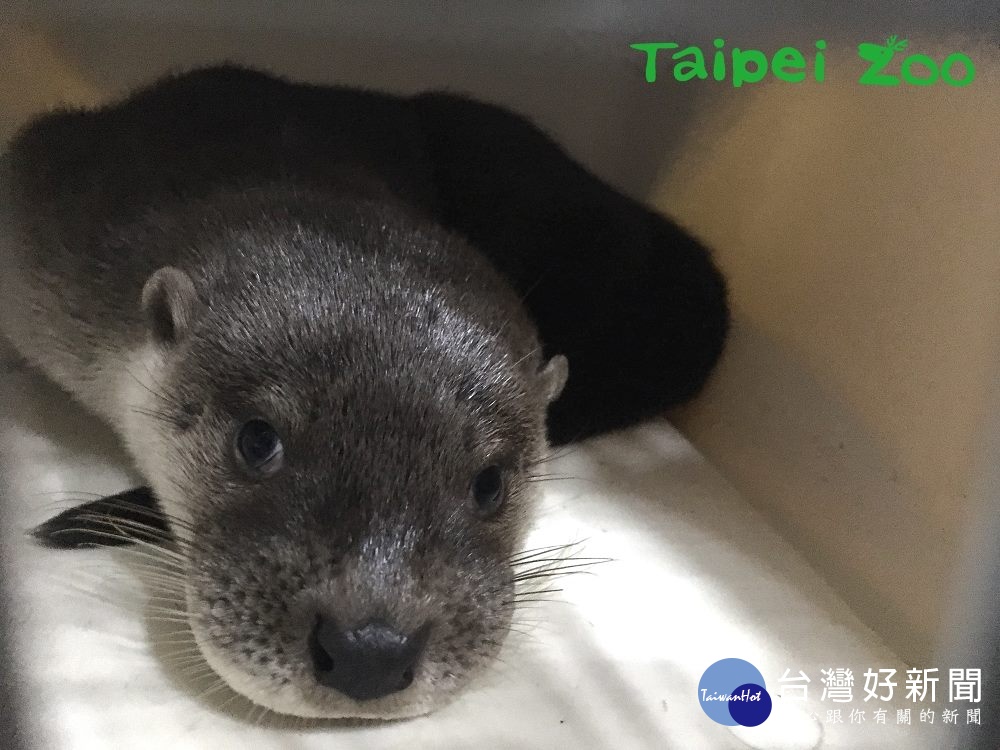 歐亞水獺寶寶「浯綠」:你可以再靠近一點!