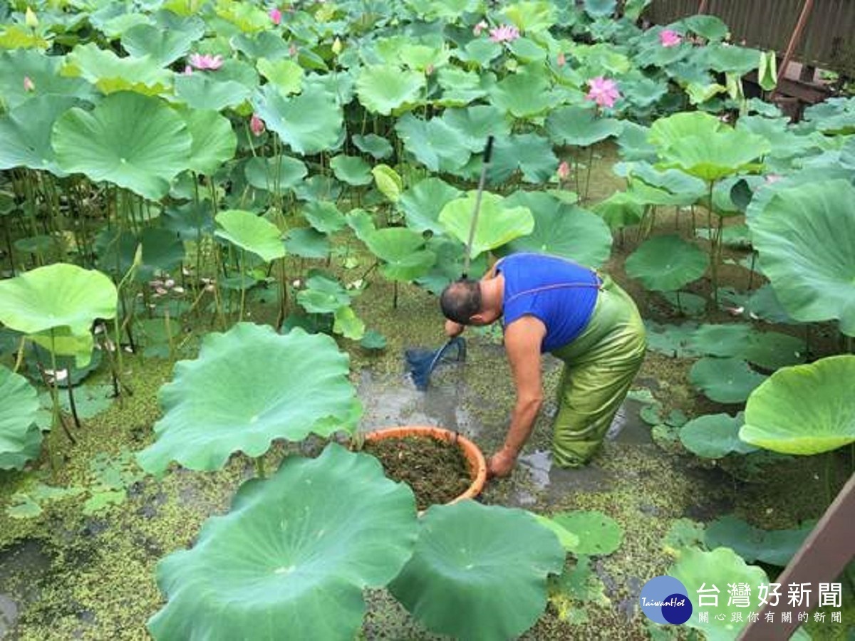 認養人~故宮博物院用心的進行池面清理工作（圖／台北市公園處提供）