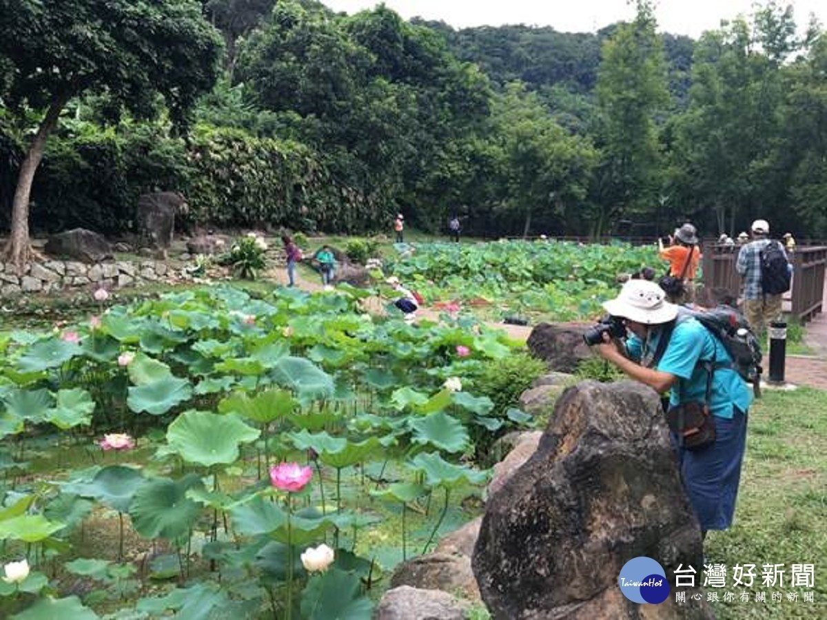 許多攝影愛好者爭相捕捉至德園蓮荷之美(圖/台北市公園處提供)