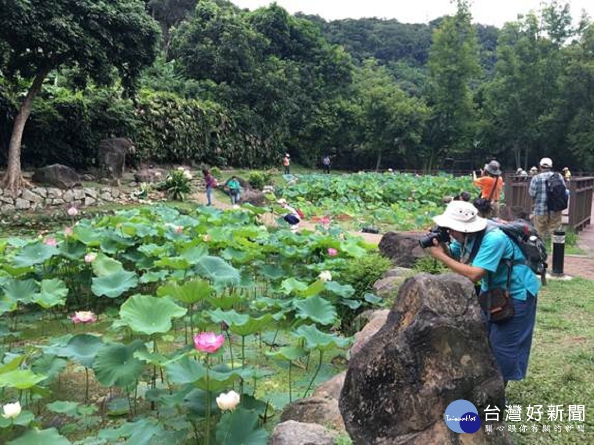 許多攝影愛好者爭相捕捉至德園蓮荷之美（圖／台北市公園處提供）