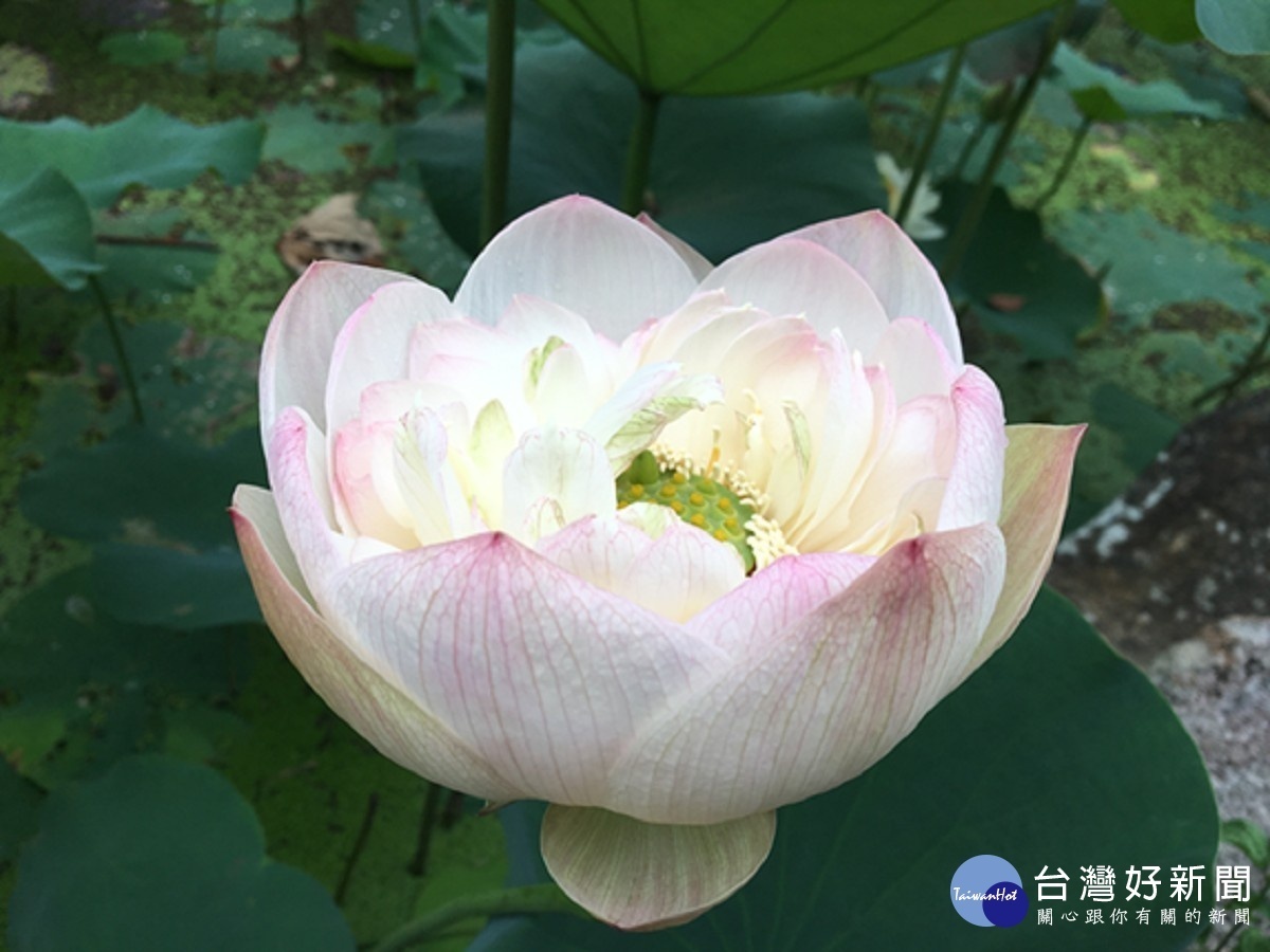 粉白的荷花更顯清新(圖/台北市公園處提供)