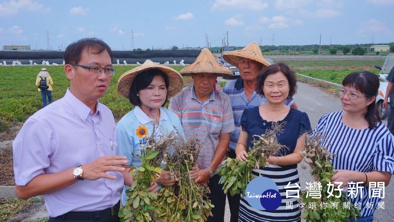 天氣晴雨反覆,雲林種植花生的農民災損嚴重,立委張麗善邀集農政單位現勘,希望啟動花生的專案災害補助,盼政府重視農民權益。(記者陳昭宗拍攝)