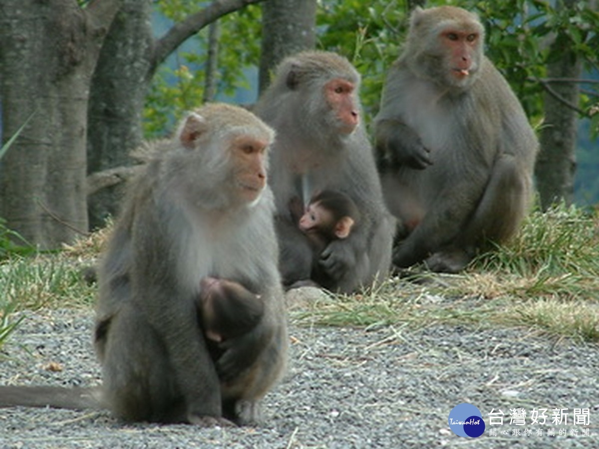 活動的結尾，將帶領參加者前往石山服務區實地觀察臺灣獼猴習性及生態保育，並進行解說導覽。